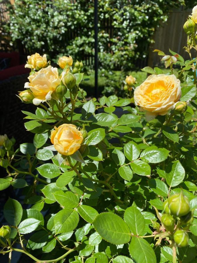 Summer Solstice Bed & Breakfast Niagara-on-the-Lake Ngoại thất bức ảnh